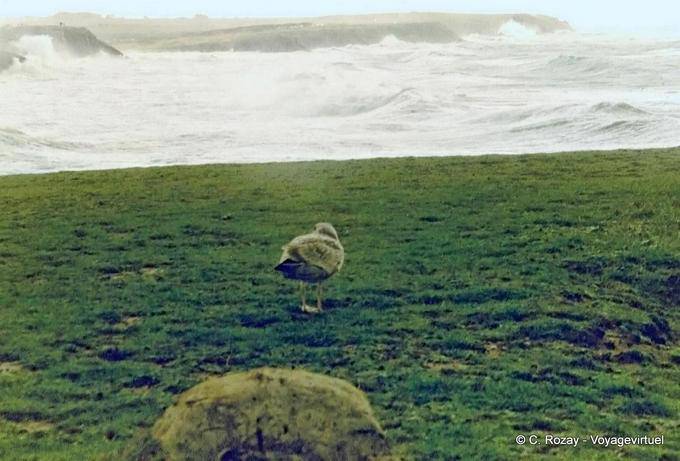 Gaviotas y la tormenta, Quiberon, Bretaña - Francia
