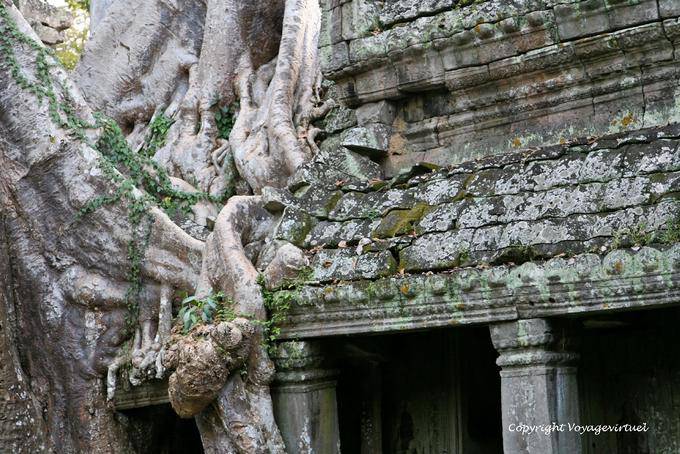 Preah Khan penetración de las raíces, Angkor, Camboya