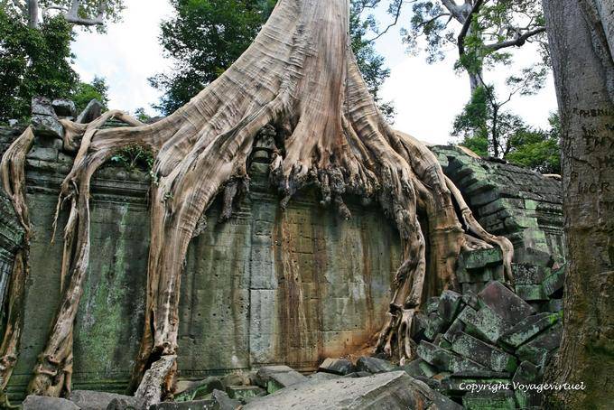 Árbol agarre una pared interior, Ta Prohm,, Angkor, Camboya