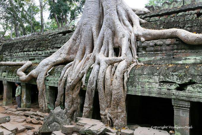 Árbol de la raíz en la pared del gorupa, Ta Prohm,, Angkor, Camboya