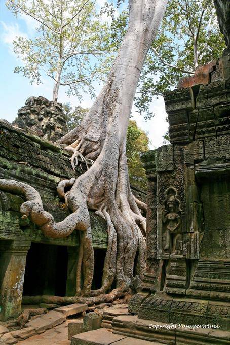 Raíz Equilibrio, Ta-Prohm, Angkor, Camboya