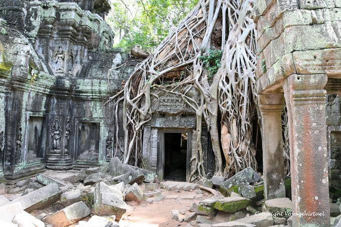 Raíces enredadas en la puerta, Ta-Prohm, Angkor, Camboya