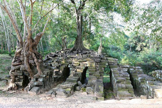 Mezcla de ruinas y árboles entrelazadas raíces, Prasat Thom Manon, Angkor, Camboya