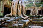 Raíces Entrelac y paredes, Ta Prohm, Camboya.