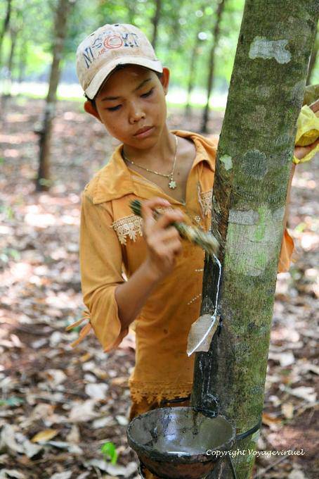Joven trabajador mantener la hemorragia de un caucho - Camboya