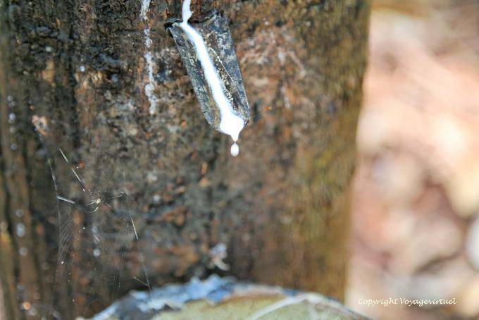 Látex fundido en una cultura de goma - Camboya