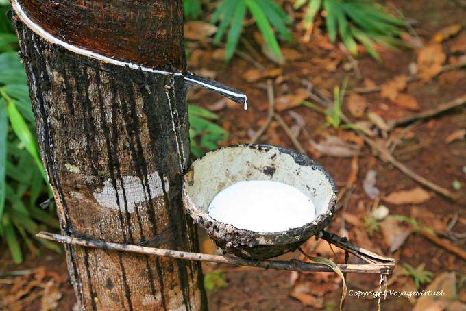 Taza para recoger el látex de la granja de árboles de caucho - Camboya