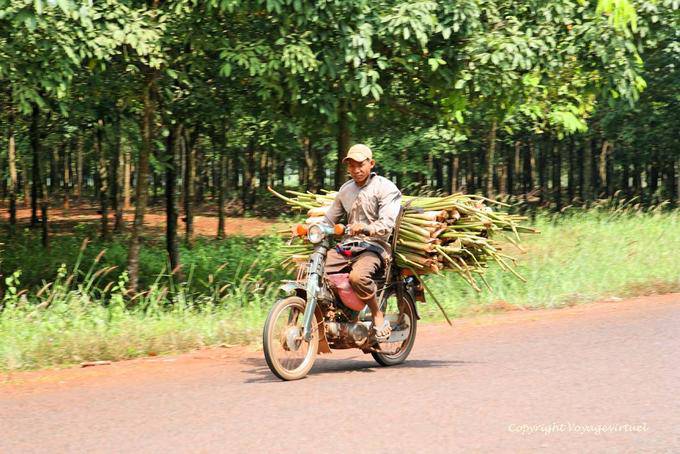 Transporte agrícola en dos ruedas, NH7 a Snuol - Camboya