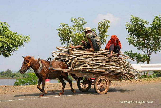 Carro del caballo llevando leña a lo largo del Mekong - Camboya