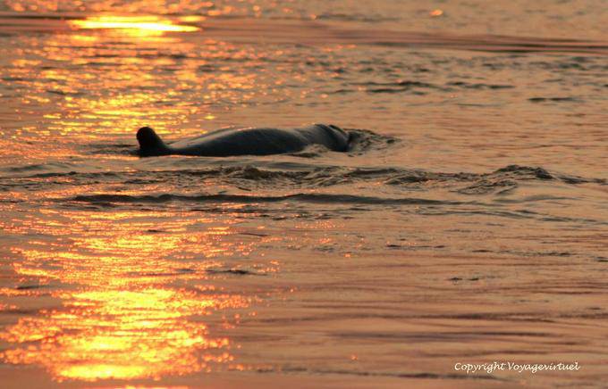 Delfín del Irrawaddy, natación mamífero en las aguas del Mekong Kracheh (Kratie) - Camboya