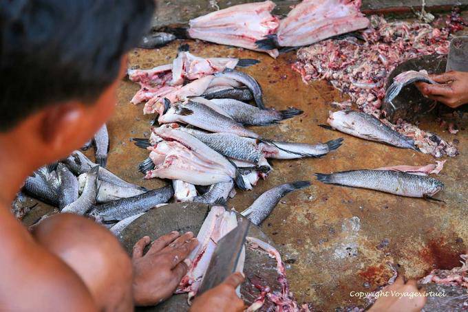 Volcado de peces de agua dulce, Siem Reap - Camboya