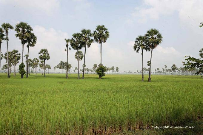 Arroz paisaje de campo entre Batheay y Skun - Camboya