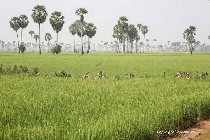 Palmas de azúcar (Thnot) en el medio de un campo de arroz, Skun - Camboya