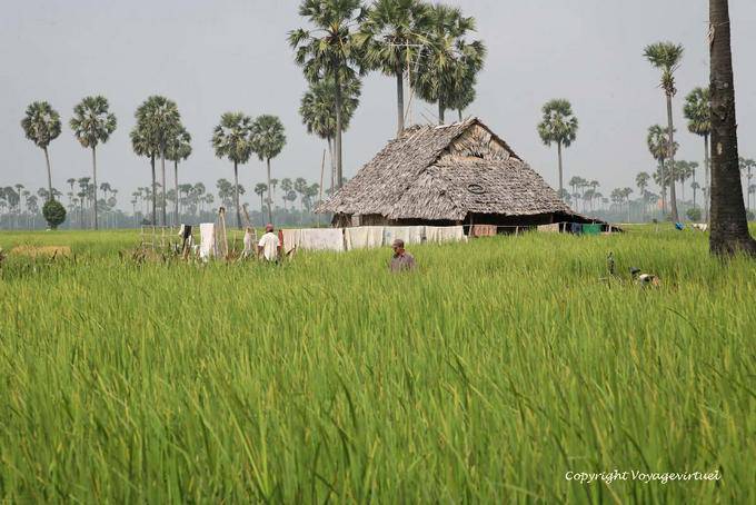 Vivienda campesina el medio del campo de arroz, Skun - Camboya