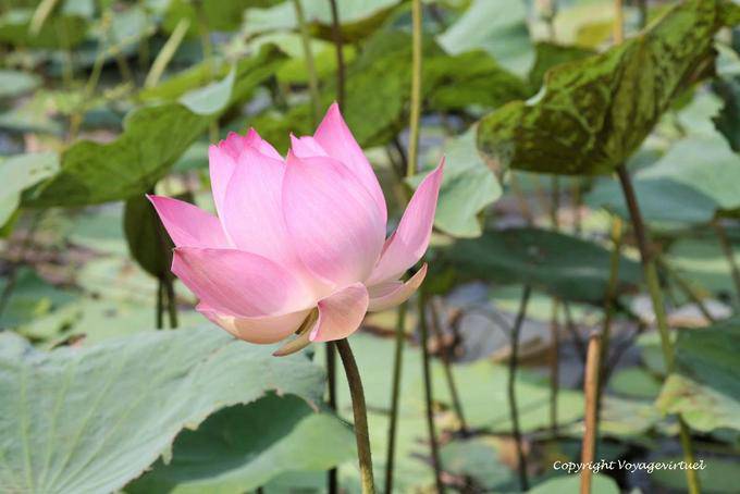 Lotus Oriente (Nelumbo nucifera) Skun - Camboya