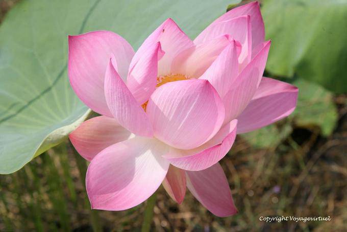 Los pétalos de loto sagrado, planta acuática perenne, Skun - Camboya