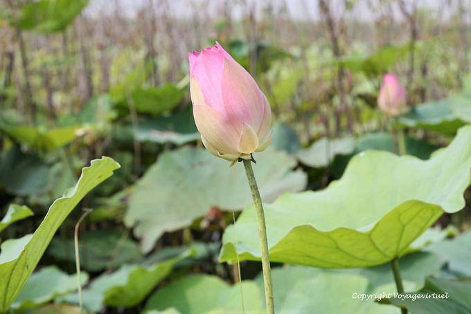 Brote de Loto (Nelumbo nucifera) Skun - Camboya