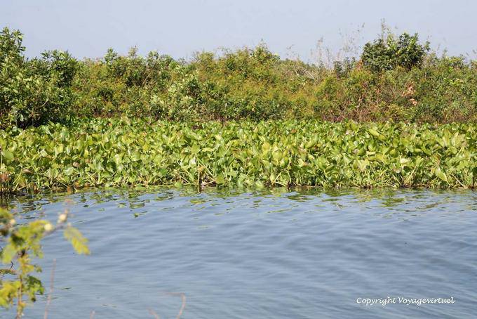 La vegetación en la orilla del lago Tonle Sap - Camboya