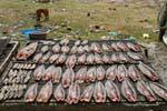 Secado de pescado abierto en el sol entre la basura, Phumi Chhlong, Camboya.