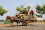 Carro del caballo llevando leña a lo largo del Mekong, Camboya.
