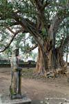 Tutor deidad (Dvarapala) bajo el árbol gigante, Wat Nokor, Kampong Cham, Camboya.