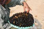 Arañas alimenticios son buenos para la salud, Skun (Skuon), Camboya.