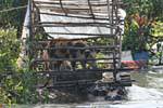 Cerdos en una guarida flotante, el lago Tonle Sap, Camboya.