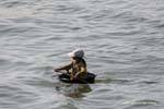 Chica se embarcó en un pequeño bote, Tonle Sap, Camboya.