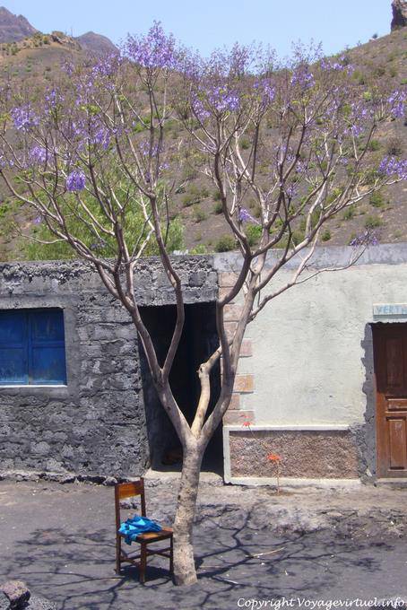 Fogo, árbol púrpura - Cabo Verde