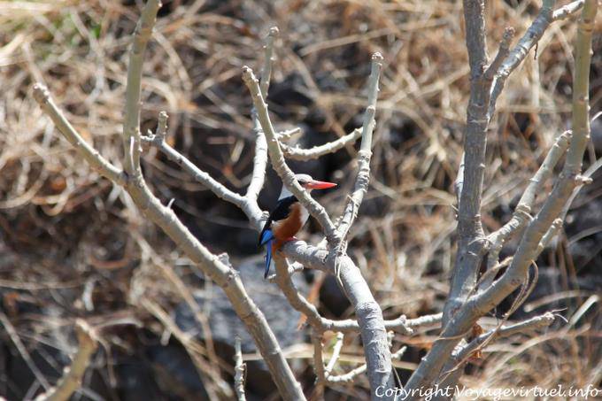 Fogo, Sao Jorge passarinha - Cabo Verde