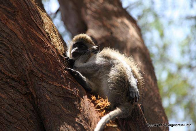 Santiago, Cidade Velha, mono - Cabo Verde