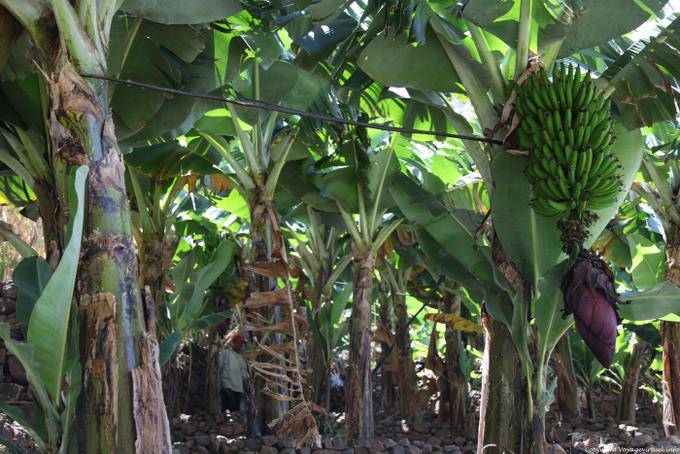Santo Antão, Lombo Pico Xoxo plátano - Cabo Verde