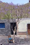 Fogo, árbol púrpura, Cabo Verde.