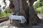 Santiago, Cidade Velha altar delante del árbol, Cabo Verde.