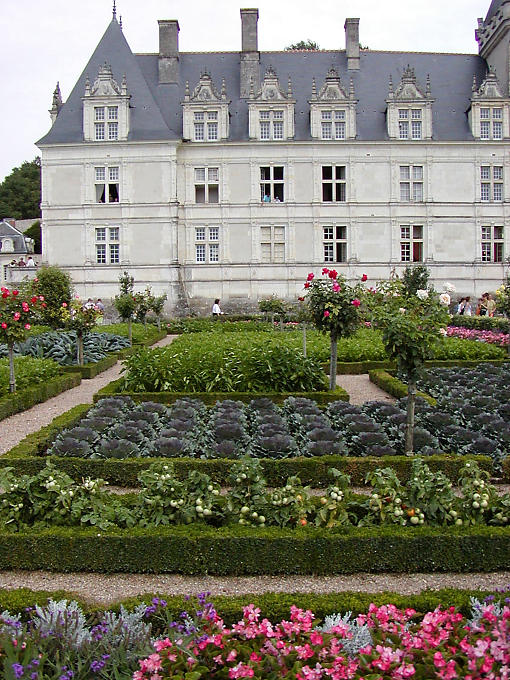 Col y tomate entre las rosas, Villandry, Francia.