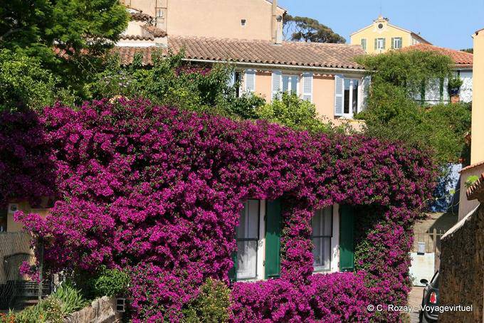 Bormes-les-Mimosas, buganvillas en el frente, Provence, Francia