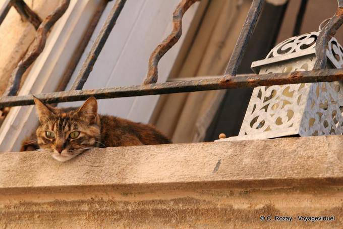 Saint-Tropez, gato en la ventana, Provence, Francia
