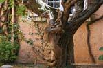 Saint-Tropez, la raíz de los animales, la escultura del árbol, Francia.
