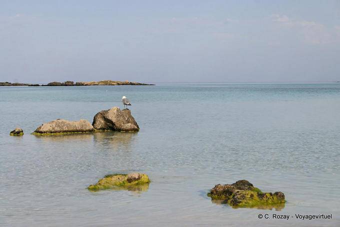 Pájaro de mar sobre la roca Elafonissi - Creta, Grecia