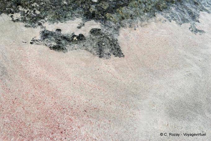 Gris arena y rosa blanca, Elafonissi - Creta, Grecia