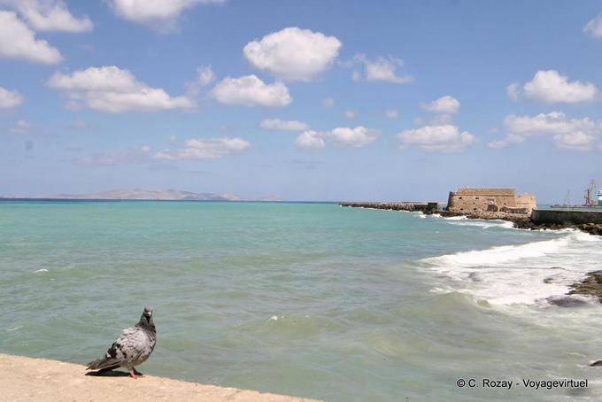 Pigeon frente al mar y la isla Dias Irakleiou, Iraklio - Creta, Grecia