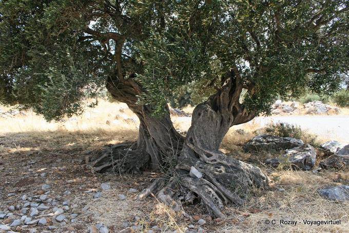 Viejo tronco del olivo torturado hasta Kastelli - Creta, Grecia