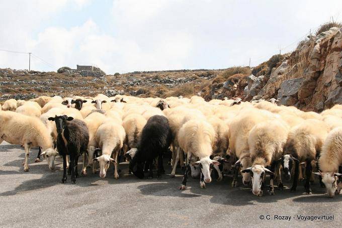 Rebaño de ovejas en el camino a Karidi - Creta, Grecia