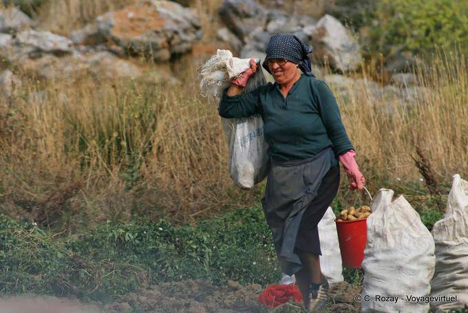 Mujer que lleva patatas en la cosecha, Lassithi Meseta - Creta, Grecia