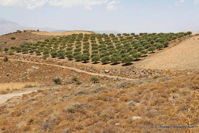 Lentas, plantación de olivos en la colina - Creta, Grecia