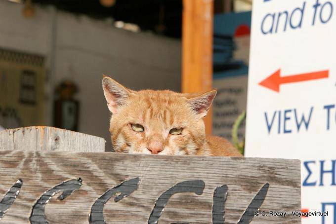 El gato rojo Matala - Creta, Grecia