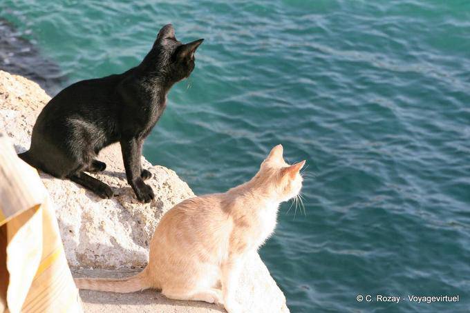 Dos gatos que miran al mar, Matala - Creta, Grecia