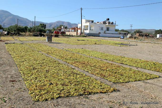 El secado de las uvas para hacer pasas, llanura de Messara - Creta, Grecia