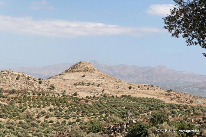 Plantación verde oliva a Magarikari - Creta, Grecia