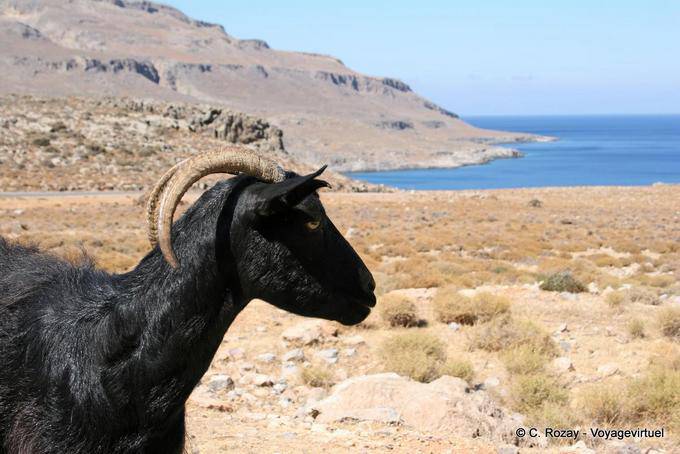 Zakros cabra negro - Creta, Grecia